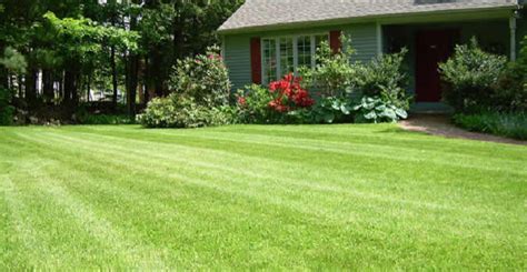 Mastering Your Lawn Maintenance: A Comprehensive Guide to Black & Decker String Trimmers