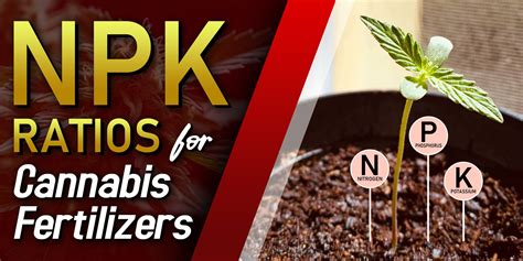 Mastering the Art of Cannabis Fertilization: The Importance of NPK Ratio