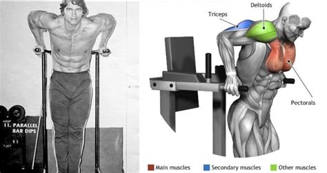 Mastering the Dips: A Comprehensive Guide to Muscles Involved and Execution