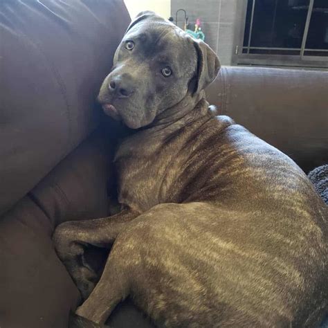 Mastiff Pit Mix