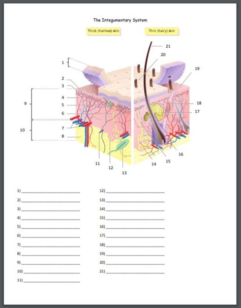 Matching Anatomy Integumentary System Answers PDF