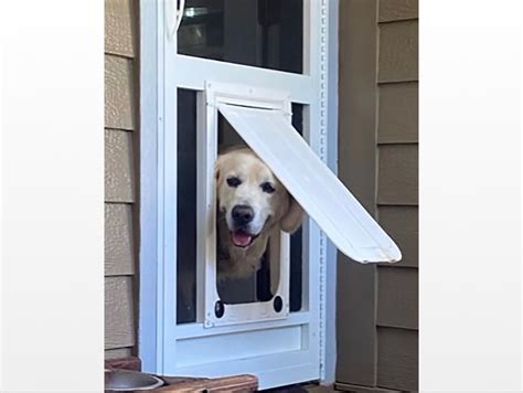 Materials Used in Dog Doors