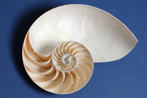 Mathematical Patterns in Nature