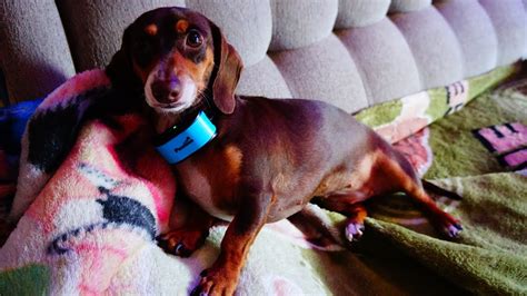 Max, a 1-year-old dachshund: