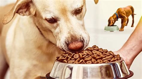 Maximize Canine Nutrition: Exploring the Benefits of Maximum Bully Dog Food