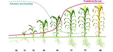 Maximize Corn Yields with Liquid Nitrogen