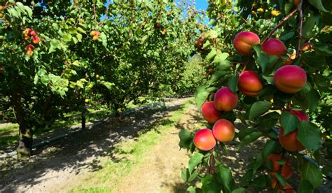 Maximize Your Orchard's Potential: A Comprehensive Guide to Fruit Bearing