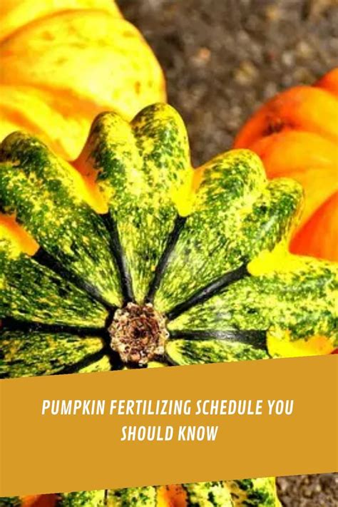 Maximize Your Pumpkin Harvest: The Ultimate Guide to Fertilizing