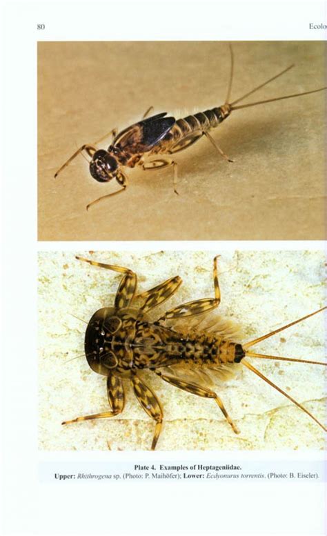 Mayfly Larvae (Ephemeroptera) Of Britain And Ebook Epub