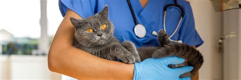 McAllen TX Animal Hospital: The Ultimate Guide