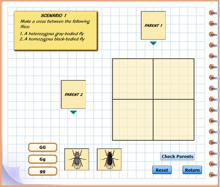 Mcgraw Hill Punnett Square Virtual Lab Answers Epub