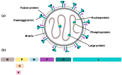 Measles Virus Reader