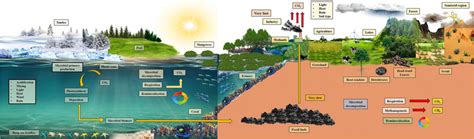 Measuring Vast Expanses: The Role of Meters and Hektars