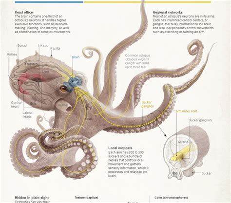 Mechanics of the Octopus Head