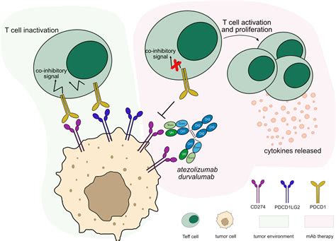 Mechanisms of Action