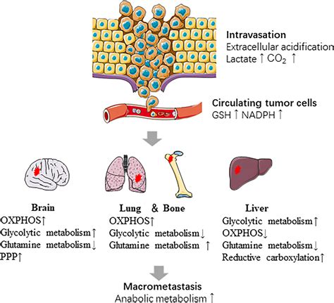 Mechanisms of Cancer Metastasis Potential Therapeutic Implications Epub