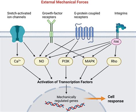 Mechanotransduction: