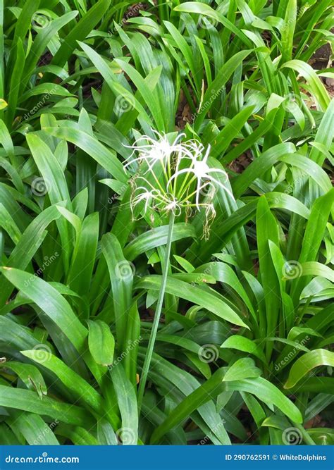 Medea Lily: An Enchanting Flower with Medicinal Properties