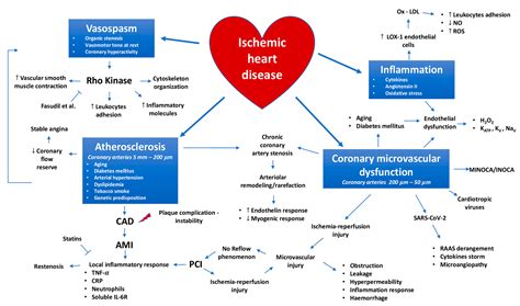 Mediators in the Cardiovascular System  Regional Ischemia Doc