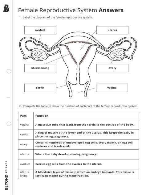 Medical Term Female Reproductive System Pearson Answers PDF