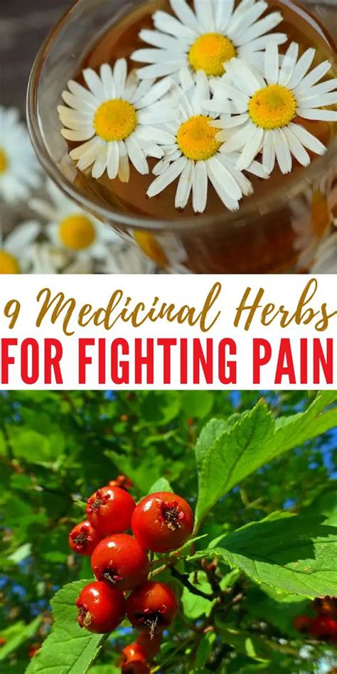 Medicinal Marvel: Fighting Pain and Disease