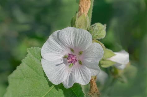 Medicinal Properties and Health Benefits of Althea