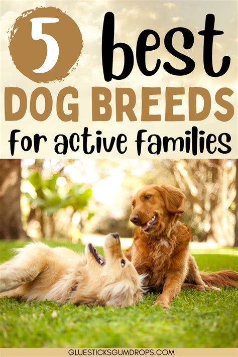 Medium Active Dog Breeds: A Comprehensive Guide for Active Families