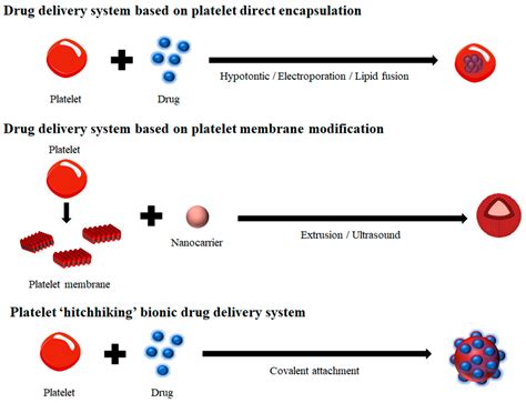 Medusa Lancer: A Revolutionary Approach to Targeted Drug Delivery