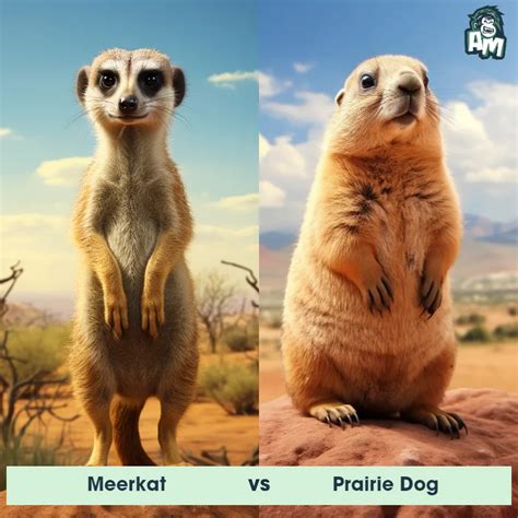 Meerkat vs Prairie Dog