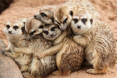 Meerkats Reader