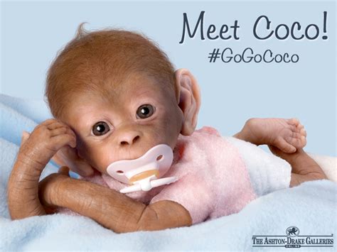 Meet Coco The Monkey