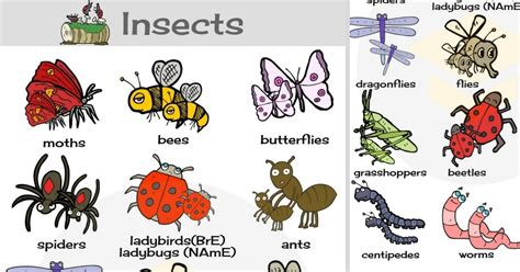 Meet Midge: The Bird of Few Words but Many Bugs