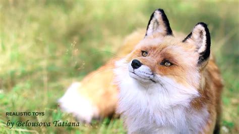 Meet Soleil, the Red Fox Resident