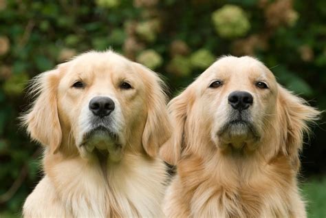 Meet the Extremely Appealing 101 Blonde Dog Breeds