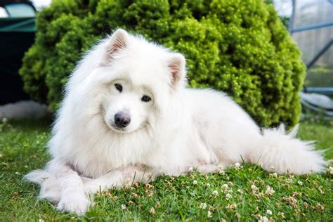 Meet the Most Adorable Breeds on the Planet