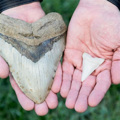 Megalodon Tooth: