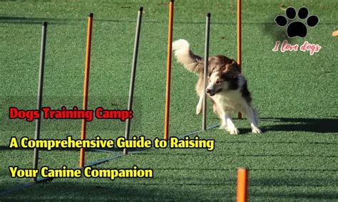 Megan TS: A Comprehensive Training Guide for Your Canine Companion