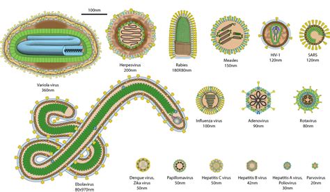 Megavicious: The Super-Size Virus with Devastating Potential