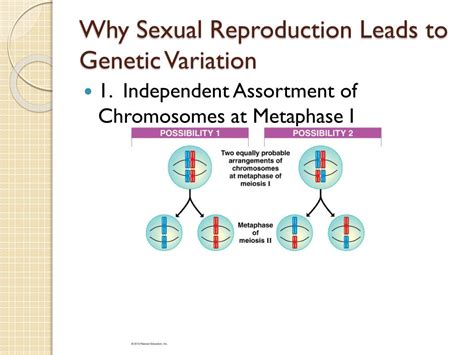 Meiosis: How Sexual Reproduction Leads to Genetic Variation