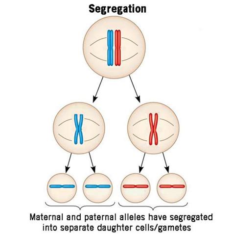 Meiosis: The Cellular Process Behind Allele Segregation