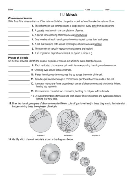 Meiosis Answer Key Epub