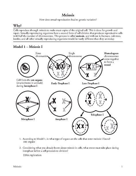 Meiosis Answer Key Pogil Epub