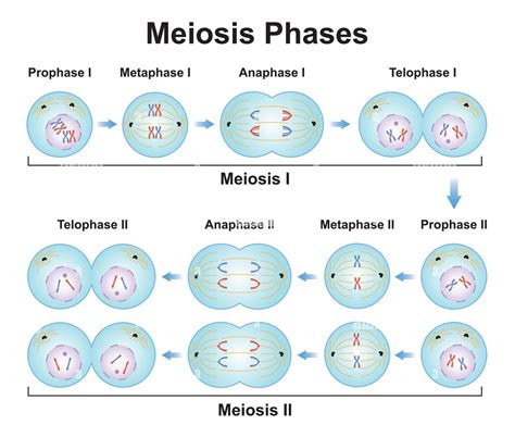 Meiosis I: