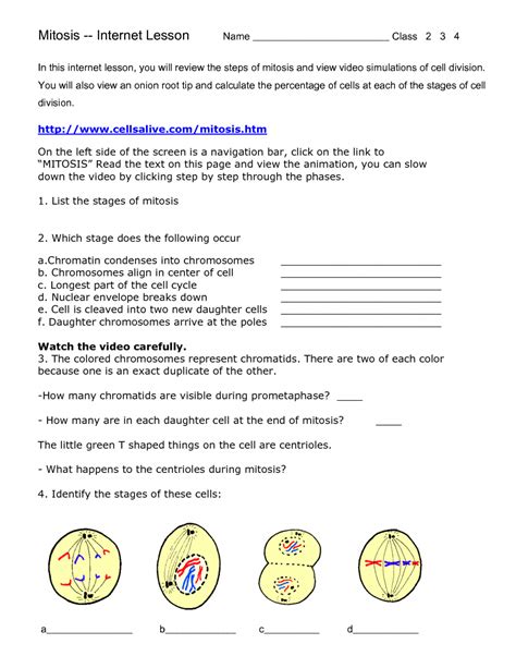 Meiosis Internet Lesson Answer Key Doc