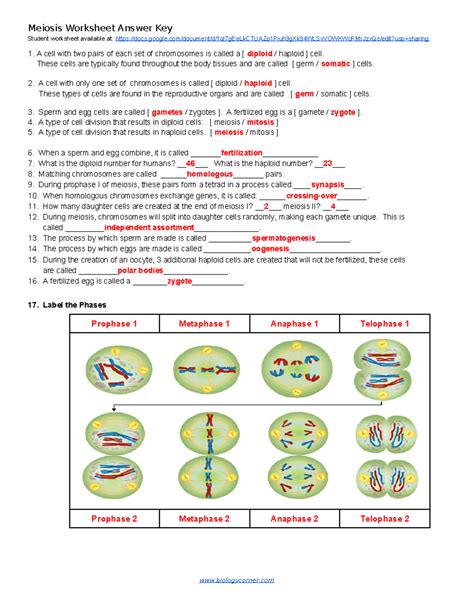 Meiosis Lab Answer Key Kindle Editon
