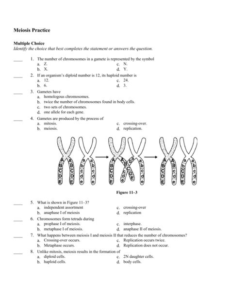 Meiosis Multiple Choice Questions And Answer Key Doc