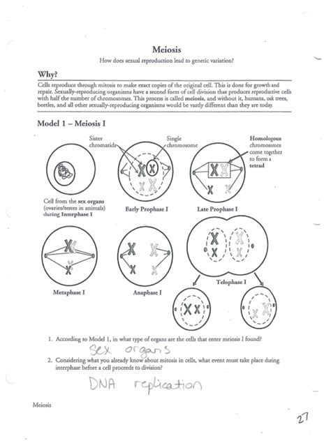 Meiosis Packet Answers PDF