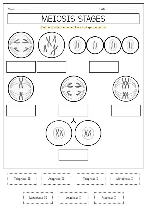 Meiosis Worksheet Answers Reader