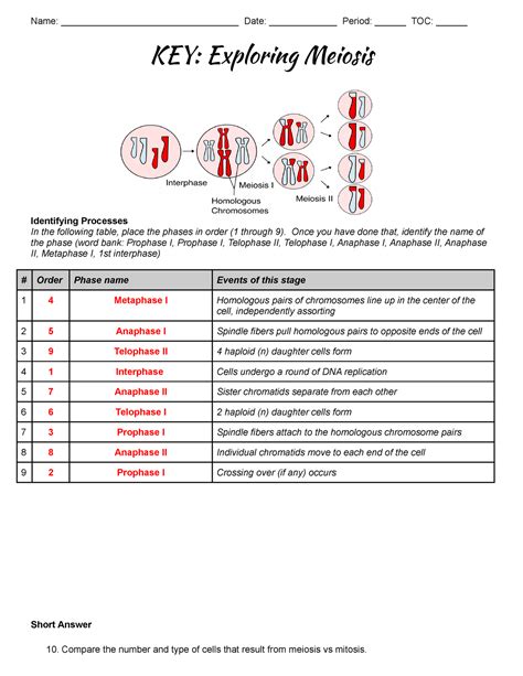 Meiosis identifying processes answers Ebook Epub