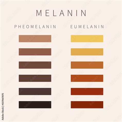 Melanin: The Key Pigment